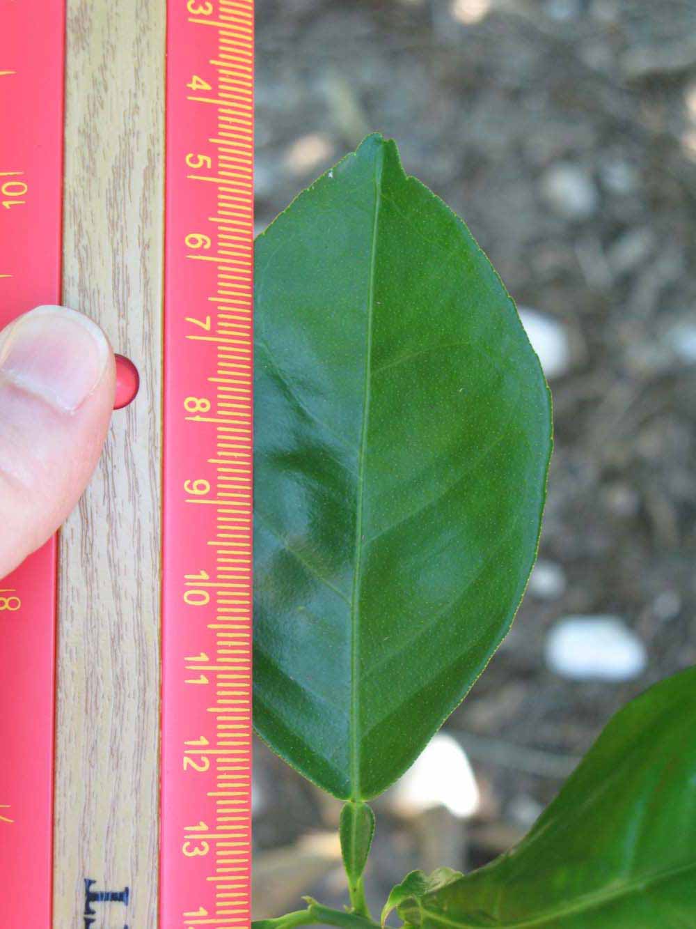              Unifoliolate leaf (Winter Haven, FL)       